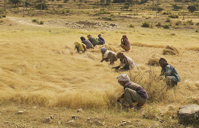 Ethiopia teff harvesting.