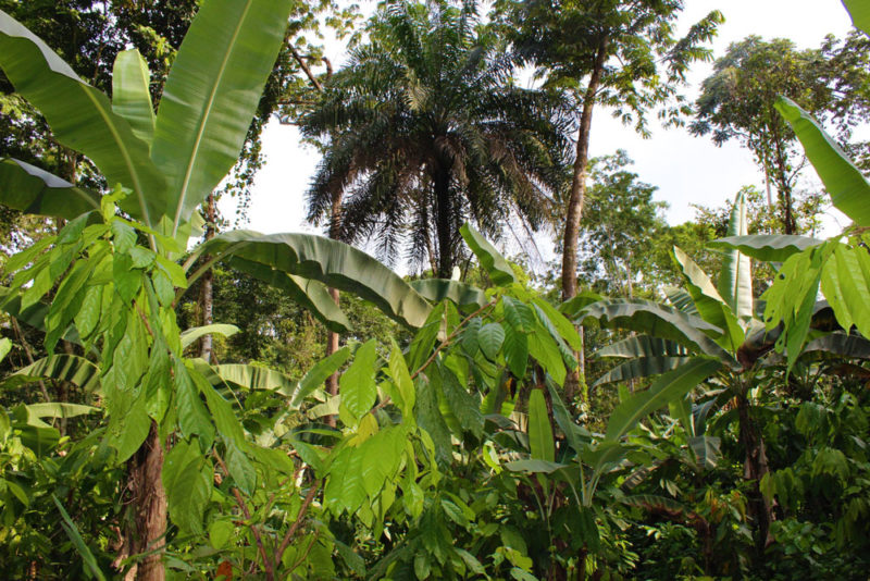 Does agroforestry stand up to its promises on biodiversity?