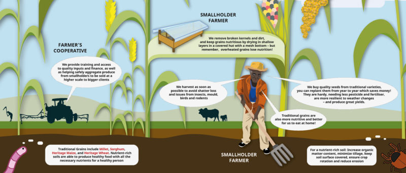 Infographic: How to combat hidden hunger with traditional grains | SIANI