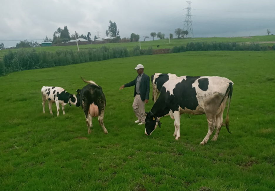 The Shift From Less Milk Producing Cow Breeds To Improved Breeds In   Cow Breeds1 936x650 