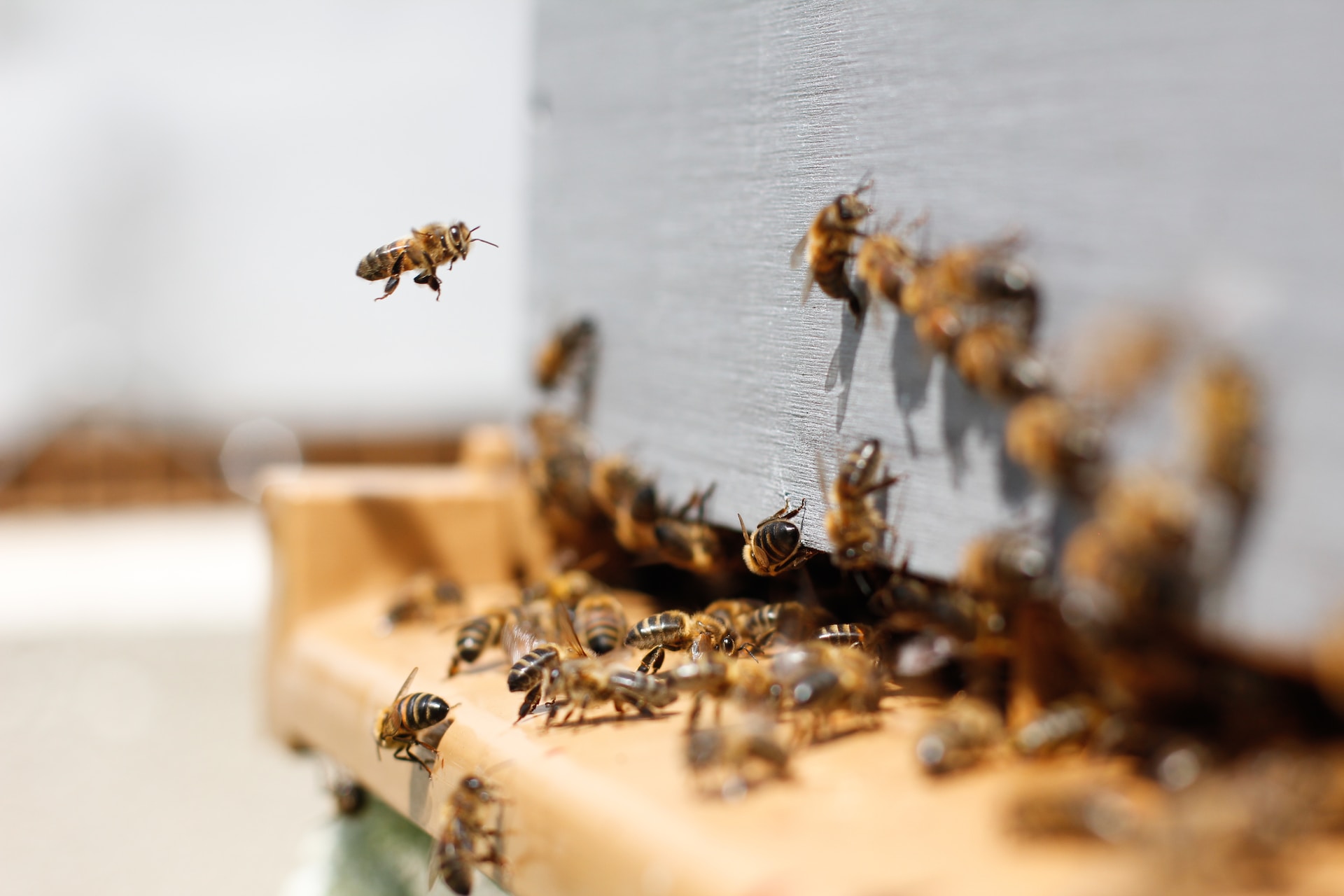 Beekeepers try to keep bees – and livelihoods – from going extinct