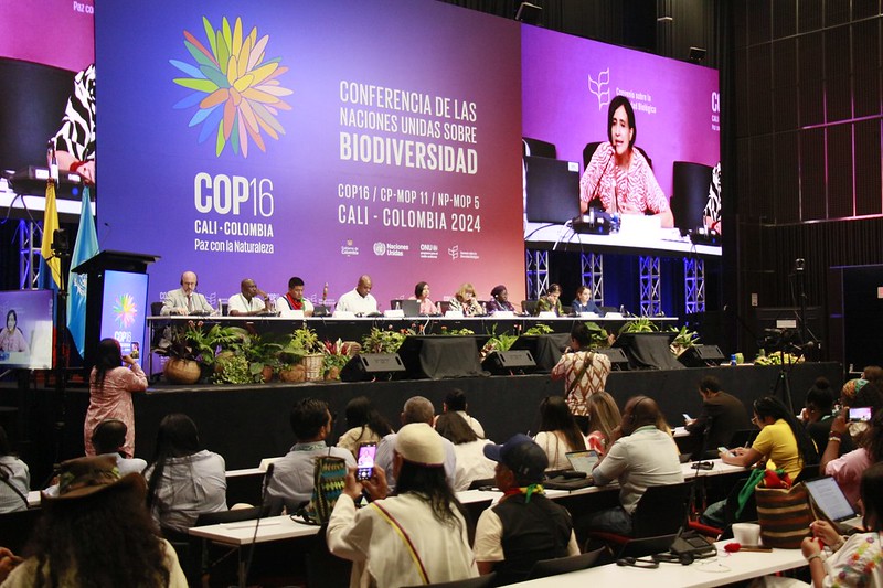 CBD COP16