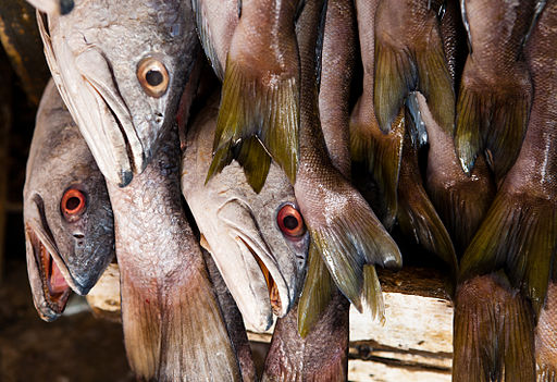 White seabass at Ensenada fish market, Mexico