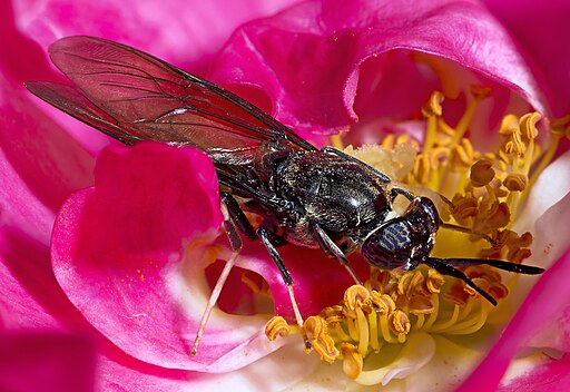 Black soldier fly on rose