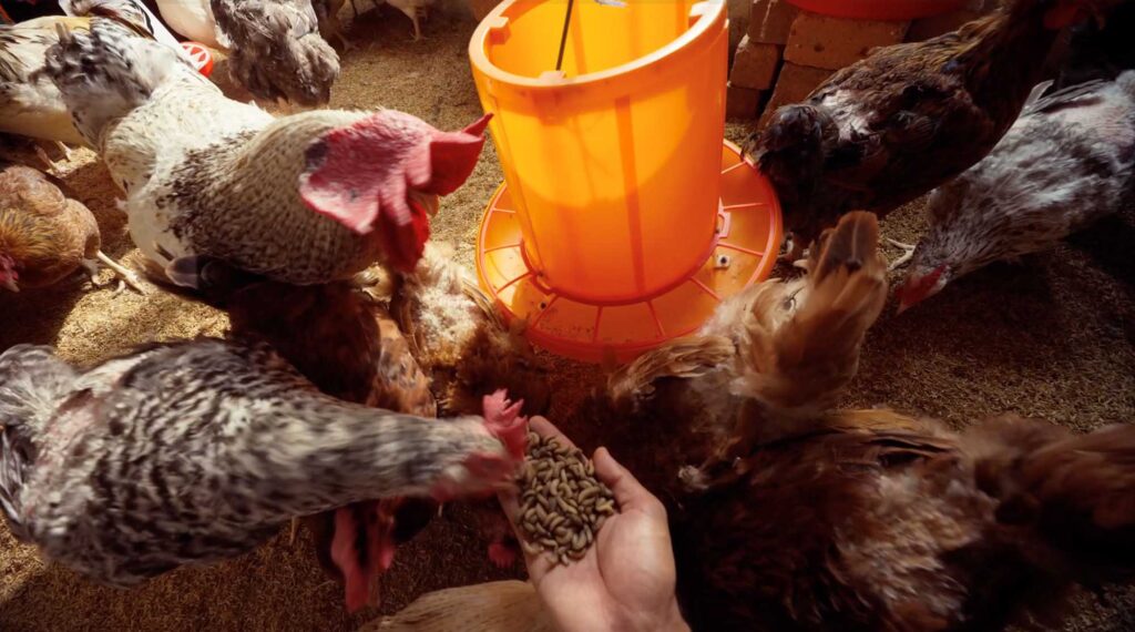 Insect-based chicken feed