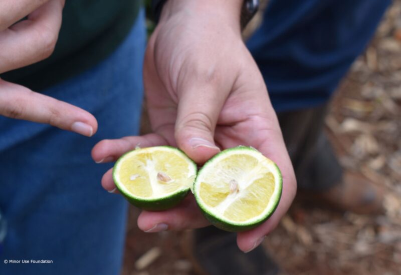 Lemon in hands.