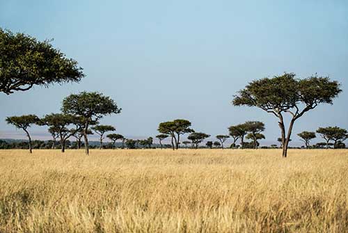 Savanna East Africa