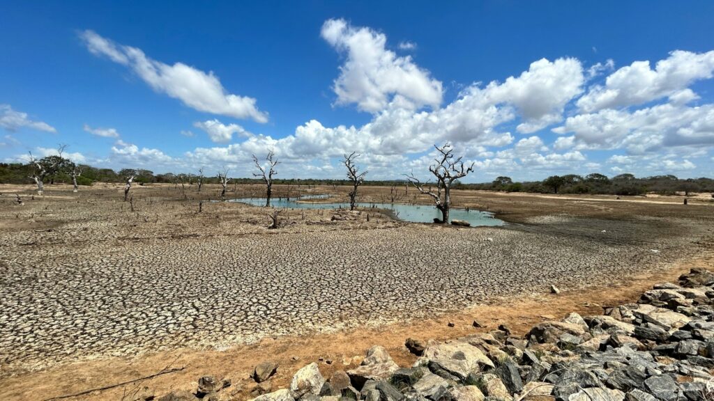 a dirt field with rocks and a tree with a dried up lake in the background