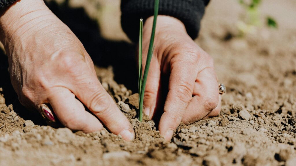 woman's hands planting a seedling in soil